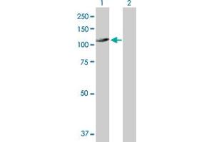 Western Blot analysis of UNC45A expression in transfected 293T cell line by UNC45A MaxPab polyclonal antibody. (UNC45A anticorps  (AA 1-944))