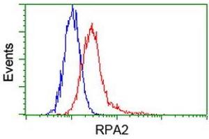Image no. 12 for anti-Replication Protein A2, 32kDa (RPA2) antibody (ABIN1500736) (RPA2 anticorps)
