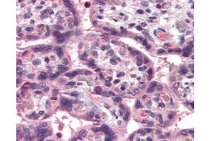 Anti-TL1A antibody IHC of human placenta.