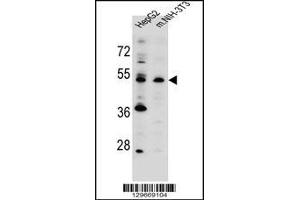 Western blot analysis in HepG2,mouse NIH-3T3 cell line lysates (35ug/lane). (KCMF1 anticorps  (C-Term))