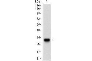 Western blot analysis using TWIST1 mAb against human TWIST1 recombinant protein.