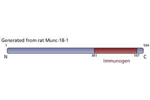 Image no. 4 for anti-Syntaxin Binding Protein 1 (STXBP1) (AA 18-1) antibody (ABIN967911)