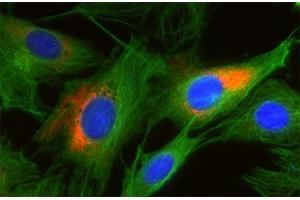 Indirect immunofluorescence on 3T3 cells (dilution 1 : 250; red) in combination with the monoclonal antibody against α-tubulin (cat.