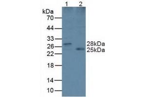 Figure. (LYPLA2 anticorps  (AA 1-196))