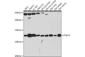 Western blot analysis of extracts of various cell lines, using ERp29 Rabbit mAb (ABIN7266943) at 1:1000 dilution. (ERP29 anticorps)