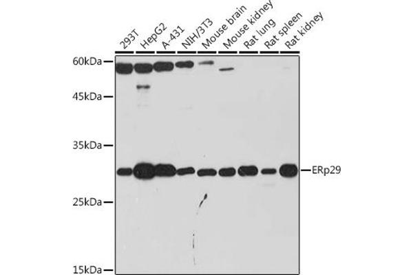 ERP29 anticorps