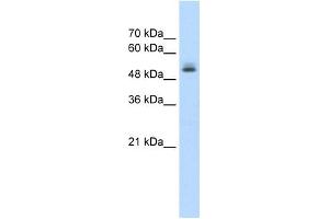PRPF19 antibody used at 1. (PRP19 anticorps)