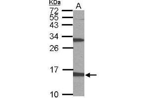 WB Image Sample (50 ug of whole cell lysate) A: mouse stomach 15% SDS PAGE antibody diluted at 1:1000