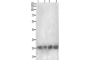 Gel: 12+15 % SDS-PAGE, Lysate: 40 μg, Lane 1-4: RAW264. (CLEC4A anticorps)