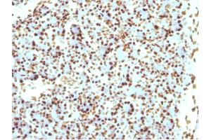 Formalin-fixed, paraffin-embedded Rat Pancreas stained with Histone H1 Mouse Recombinant Monoclonal Antibody (r1415-1). (Recombinant Histone H1 anticorps)