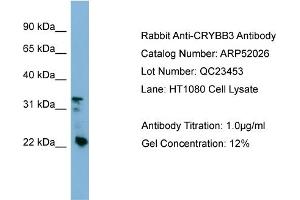 WB Suggested Anti-CRYBB3  Antibody Titration: 0. (CRYBB3 anticorps  (Middle Region))