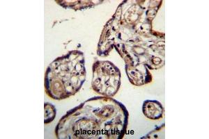 CALU Antibody (C-term) immunohistochemistry analysis in formalin fixed and paraffin embedded human placenta tissue followed by peroxidase conjugation of the secondary antibody and DAB staining.