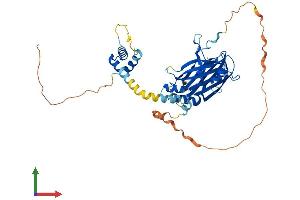 AlphaFold protein structure predicition of Mouse Recombinant Tead1 Protein, UniprotID P30051