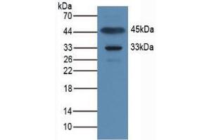 Western blot analysis of Rat Muscle Tissue. (APOA1BP anticorps  (AA 118-282))