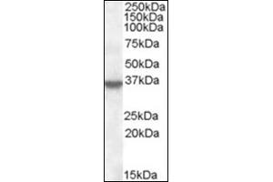 Image no. 3 for anti-Annexin A1 (ANXA1) (C-Term) antibody (ABIN375081) (Annexin a1 anticorps  (C-Term))