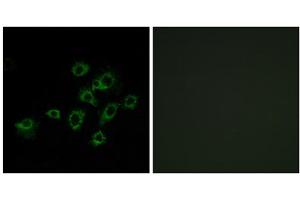 Immunofluorescence analysis of A549 cells, using LILRA1 antibody. (LILRA1 anticorps  (Internal Region))