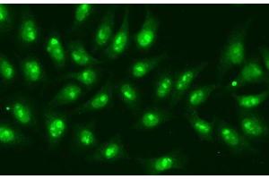 Immunofluorescence analysis of A549 cells using POLR2D Polyclonal Antibody (POLR2D anticorps)