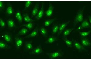 Immunofluorescence analysis of A549 cells using POLR2D Polyclonal Antibody