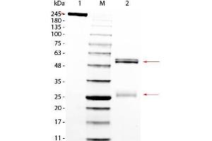 SDS PAGE of Rat IgG Whole Molecule. (Rat IgG Isotype Control)