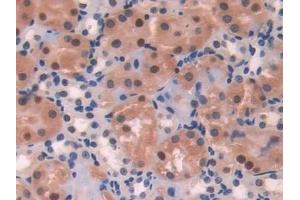 Detection of ADK in Mouse Kidney Tissue using Polyclonal Antibody to Adenosine Kinase (ADK)