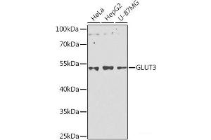 Western blot analysis of extracts of various cell lines using GLUT3 Polyclonal Antibody at dilution of 1:1000. (SLC2A3 anticorps)