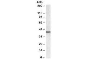 Western blot testing of human frontal cortex lysate with SH3GL2 antibody at 0. (SH3G2 anticorps)