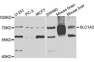 Western blot analysis of extracts of various cells, using EAAT2 (SLC1A2) antibody. (SLC1A2 anticorps)