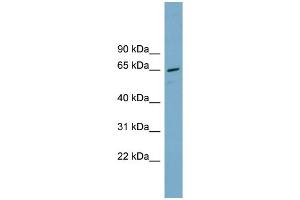 WB Suggested Anti-PPP2R1A Antibody Titration: 0.
