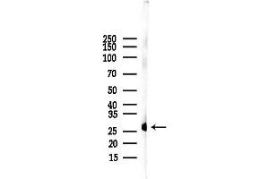 anti-Gap Junction Protein, gamma 3, 30.2kDa (GJc3) (Internal Region) antibody