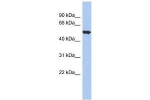 ACCN1 antibody used at 1 ug/ml to detect target protein. (ACCN1 anticorps)