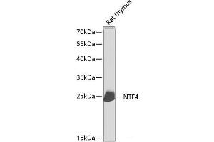 Western blot analysis of extracts of Rat thymus using NTF4 Polyclonal Antibody at dilution of 1:1000. (Neurotrophin 4 anticorps)
