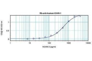 Image no. 3 for anti-Intercellular Adhesion Molecule 1 (ICAM1) antibody (ABIN465661) (ICAM1 anticorps)