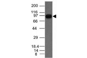 Western blot of A431 cell lysate using Nucleolin antibody. (Nucleolin anticorps)