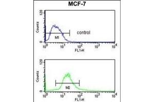 POLDIP2 Antibody (C-term) (ABIN391925 and ABIN2841735) flow cytometry analysis of MCF-7 cells (bottom histogram) compared to a negative control cell (top histogram). (POLDIP2 anticorps  (C-Term))