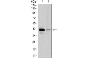 Western blot analysis using PAX5 antibody against Raji (1), and EVC-304 (2) cell lysate. (PAX5 anticorps  (AA 235-382))
