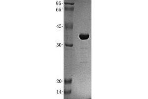 Validation with Western Blot (PITPNA Protein (His tag))