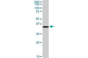 FBP1 MaxPab rabbit polyclonal antibody. (FBP1 anticorps  (AA 1-338))