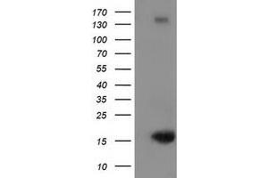 Image no. 1 for anti-Ubiquitin-Like 4A (UBL4A) antibody (ABIN1501649) (UBL4A anticorps)
