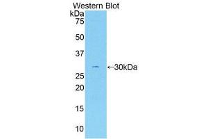 Western Blotting (WB) image for anti-Coagulation Factor V (F5) (AA 1979-2217) antibody (ABIN1858758) (Coagulation Factor V anticorps  (AA 1979-2217))