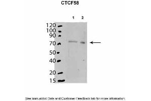 Mouse stem cells expressed in cytoplasm and nucleoplasm.