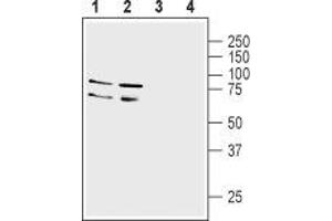 Western blot analysis of rat (lanes 1 and 3) and mouse (lanes 2 and 4) brain membranes: - 1,2.