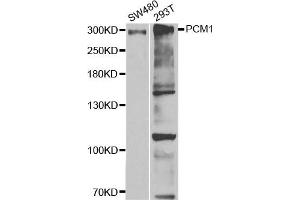Western Blotting (WB) image for anti-Pericentriolar Material 1 (PCM1) antibody (ABIN1876897) (PCM1 anticorps)