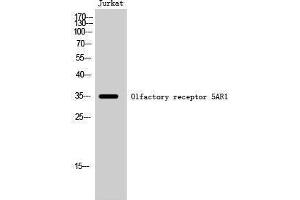 Western Blotting (WB) image for anti-Olfactory Receptor, Family 5, Subfamily AR, Member 1 (OR5AR1) (C-Term) antibody (ABIN3186146) (OR5AR1 anticorps  (C-Term))