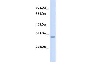 WB Suggested Anti-SCRT2 Antibody Titration:  0. (SCRT2 anticorps  (Middle Region))