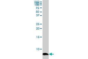 ATOX1 monoclonal antibody (M02), clone 3A2.