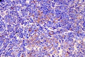 Immunohistochemistry analysis of paraffin-embedded mouse prefrontal lobe using GPR83 (ABIN7074000) at dilution of 1: 800