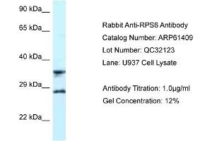 Western Blotting (WB) image for anti-Ribosomal Protein S6 (RPS6) (C-Term) antibody (ABIN2788795) (RPS6 anticorps  (C-Term))
