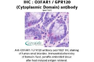Image no. 1 for anti-omega-3 Fatty Acid Receptor 1 (O3FAR1) (3rd Cytoplasmic Domain) antibody (ABIN1737610) (O3FAR1 anticorps  (3rd Cytoplasmic Domain))