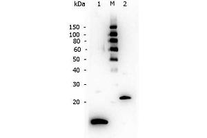 Western Blot of Rabbit anti-TGF Beta 1 antibody.