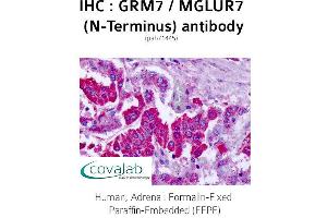 Image no. 1 for anti-Glutamate Receptor, Metabotropic 7 (GRM7) (Extracellular Domain), (N-Term) antibody (ABIN1735280) (GRM7 anticorps  (Extracellular Domain, N-Term))